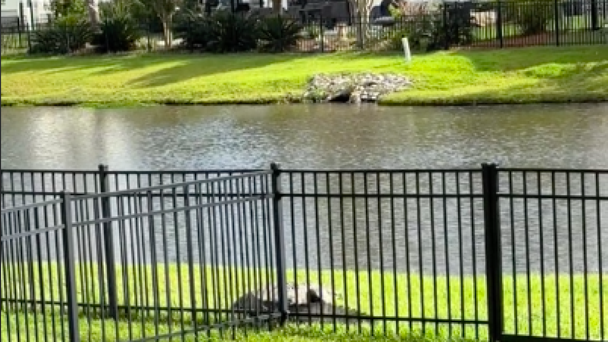 Salió a su patio y se encontró con esta escena de un caimán: ‘No es Florida’