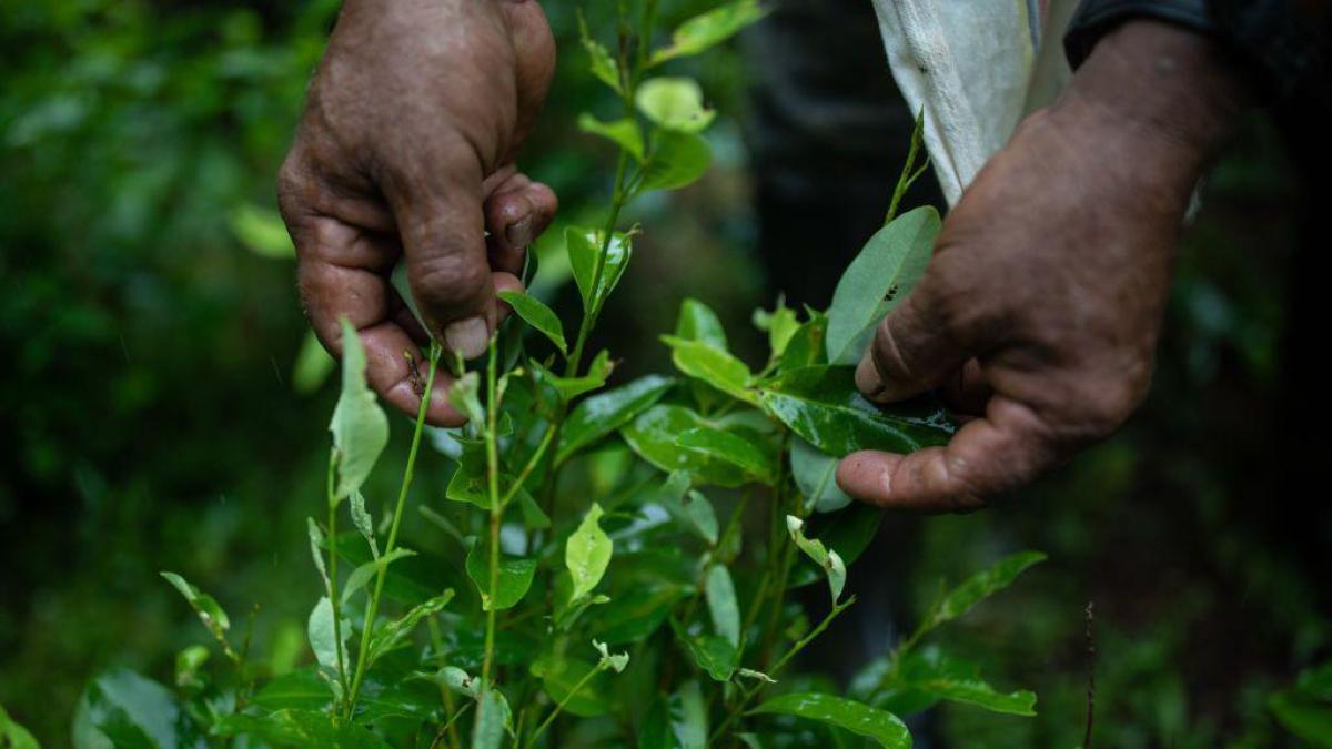 Sobreoferta de coca en América Latina: las repercusiones en la región y el mundo