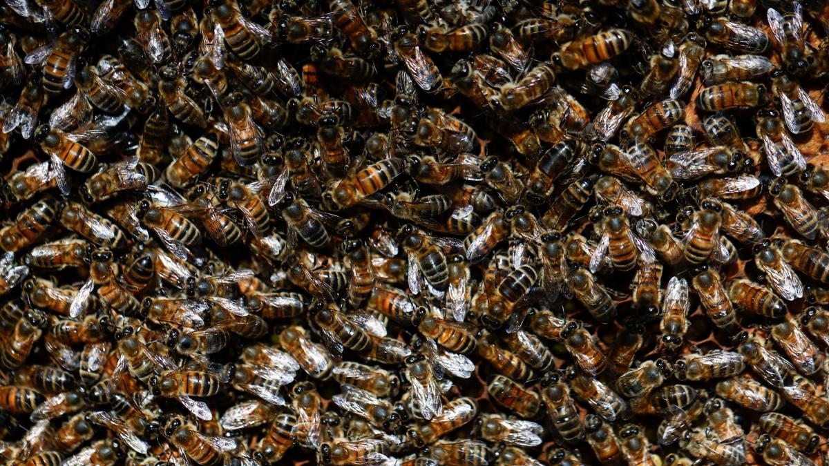 ¿No todas las abejas deben ser salvadas? Especie apis podría estar acabando con las nativas en EE. UU.