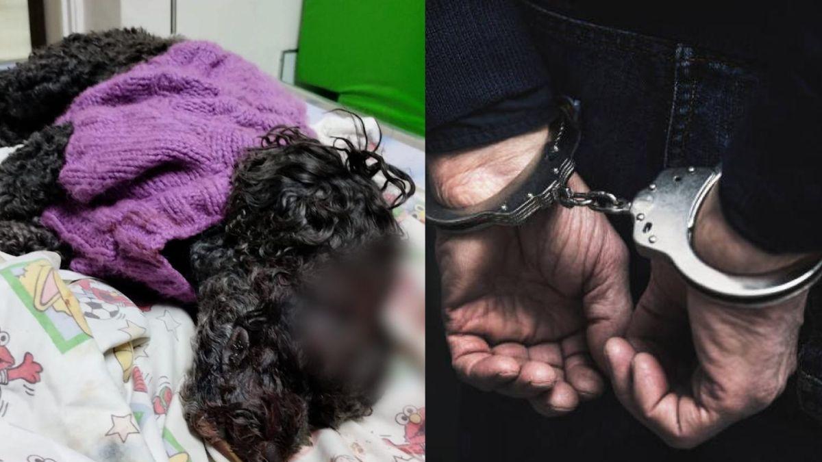 Nariño'da partnerinin evcil hayvanını öldüresiye döven adama hapis cezası