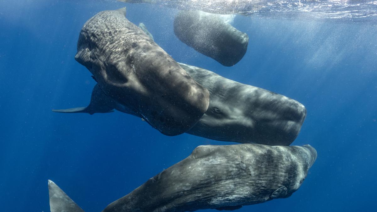 Los científicos encuentran un ‘alfabeto’ en los cantos de las ballenas