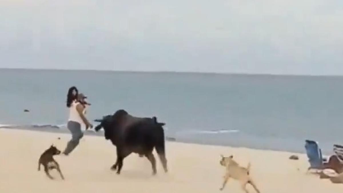 Toro irrumpe en una playa en México y ataca a bañistas: el animal corneó a una mujer