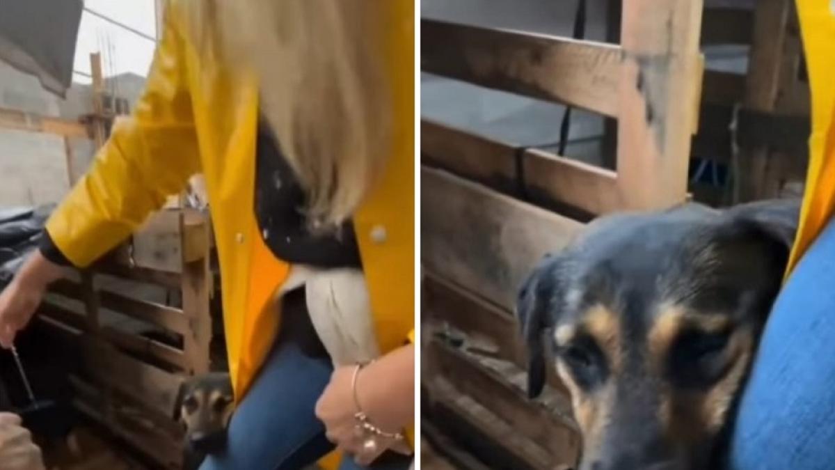 Video| Perrito que salvaron de las inundaciones en Brasil se aferró a la pierna de voluntaria que lo rescató