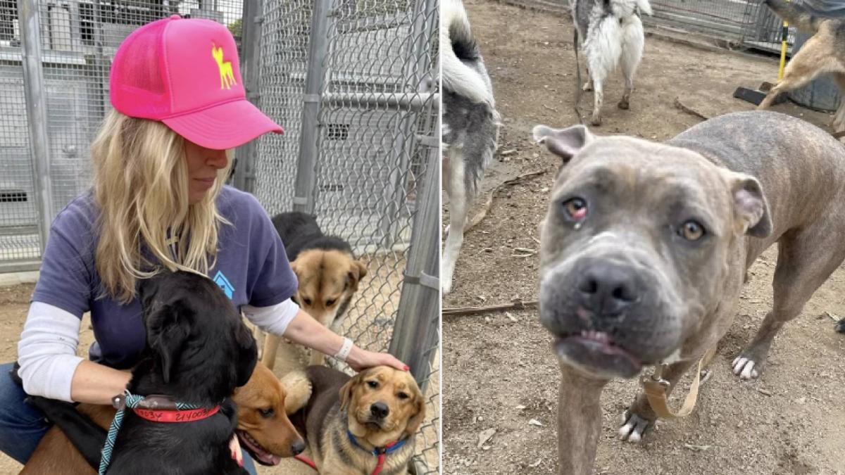 California: la triste realidad de los refugios de perritos en Los Ángeles