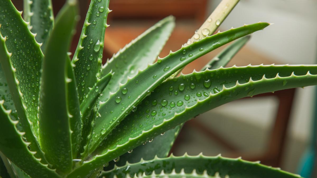 Aloe vera: vea los beneficios de tener una planta en la casa