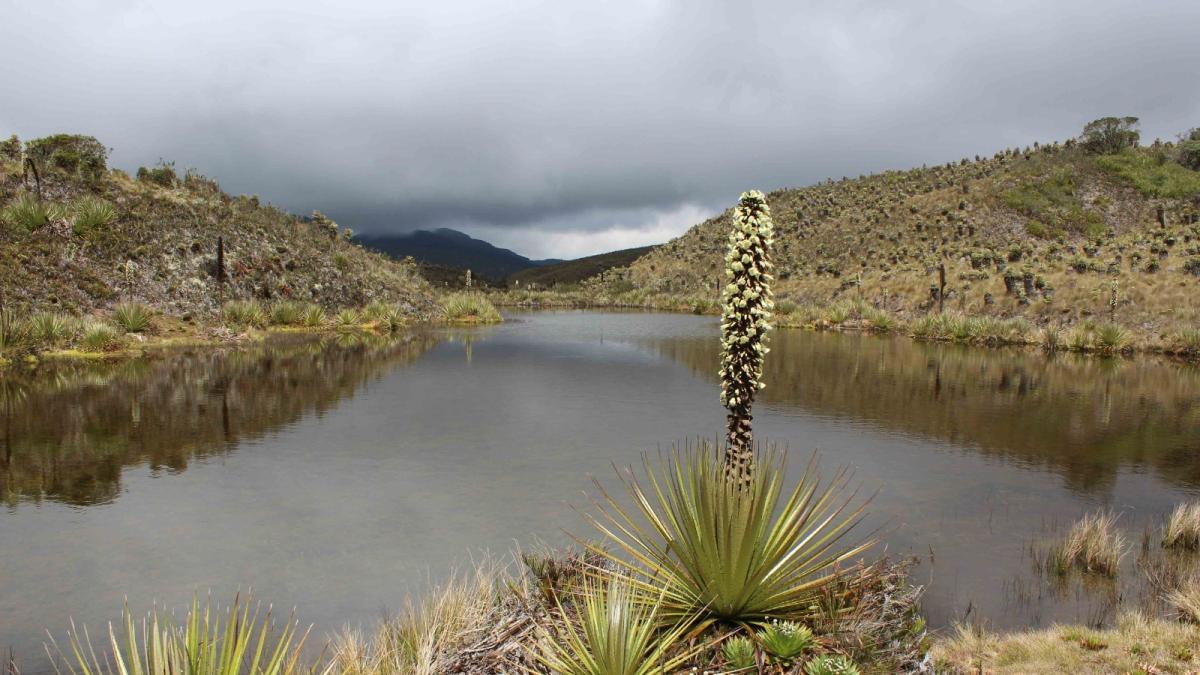 Así es el millonario proyecto para recuperar los páramos que abastecen de agua a Bogotá y la región 