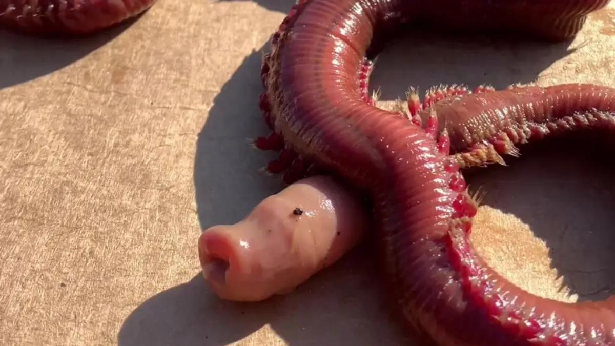 California: encontraron esta aterradora especie en la playa y alertaron a todos