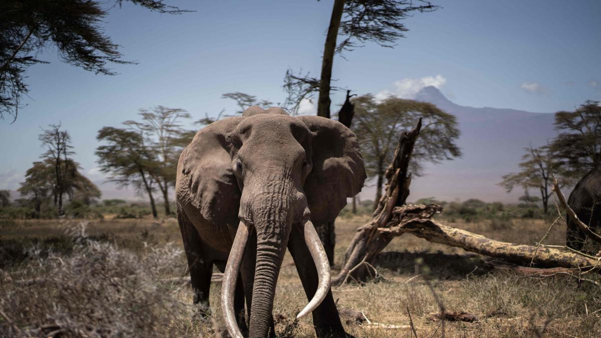 ¿Por qué la prohibición de la caza de elefantes fracasó en Tanzania?