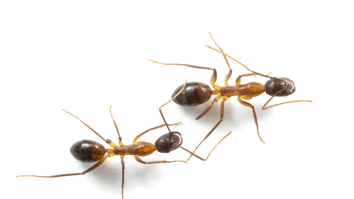 El proceso que realizan las hormigas que amputan las patas de sus compañeras de nido para salvarles la vida