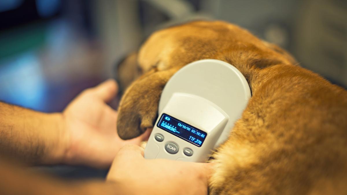 Chip de identificación para mascotas en Colombia: costos, proceso y beneficios en 2025