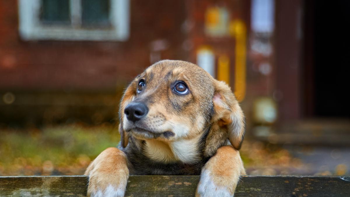 Florida: emotiva historia del perro perdido por 2 años y lo hallaron en esta situación