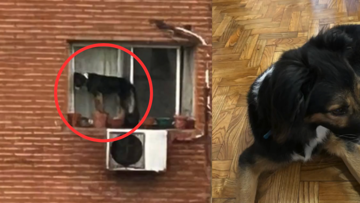 Video: mujer dejó a su perro al borde de la ventana de un sexto piso en Argentina y tuvo que ser rescatado