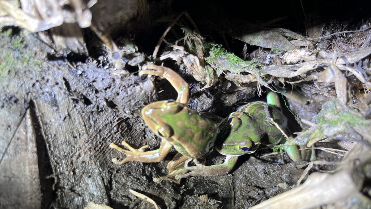 Una rana hembra intentó comerse al macho que la cortejaba: observan el que sería el primer caso de canibalismo en la especie