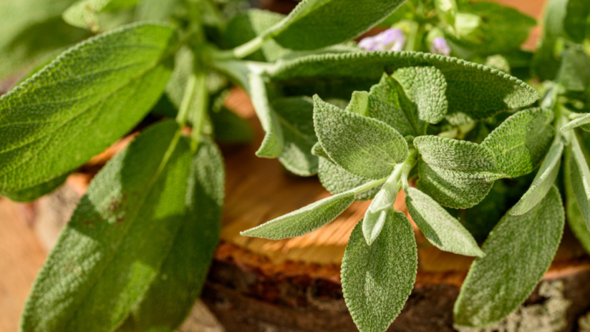 Descubre el Secreto de la Planta que Potencia tu Cerebro y Salud Metabólica