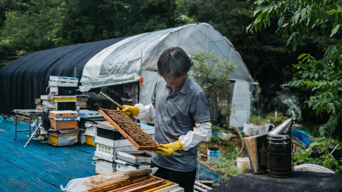 En la Zona de Control Civil, de Corea del Sur, cultivadores de abejas extraen de una granja la más deliciosa miel