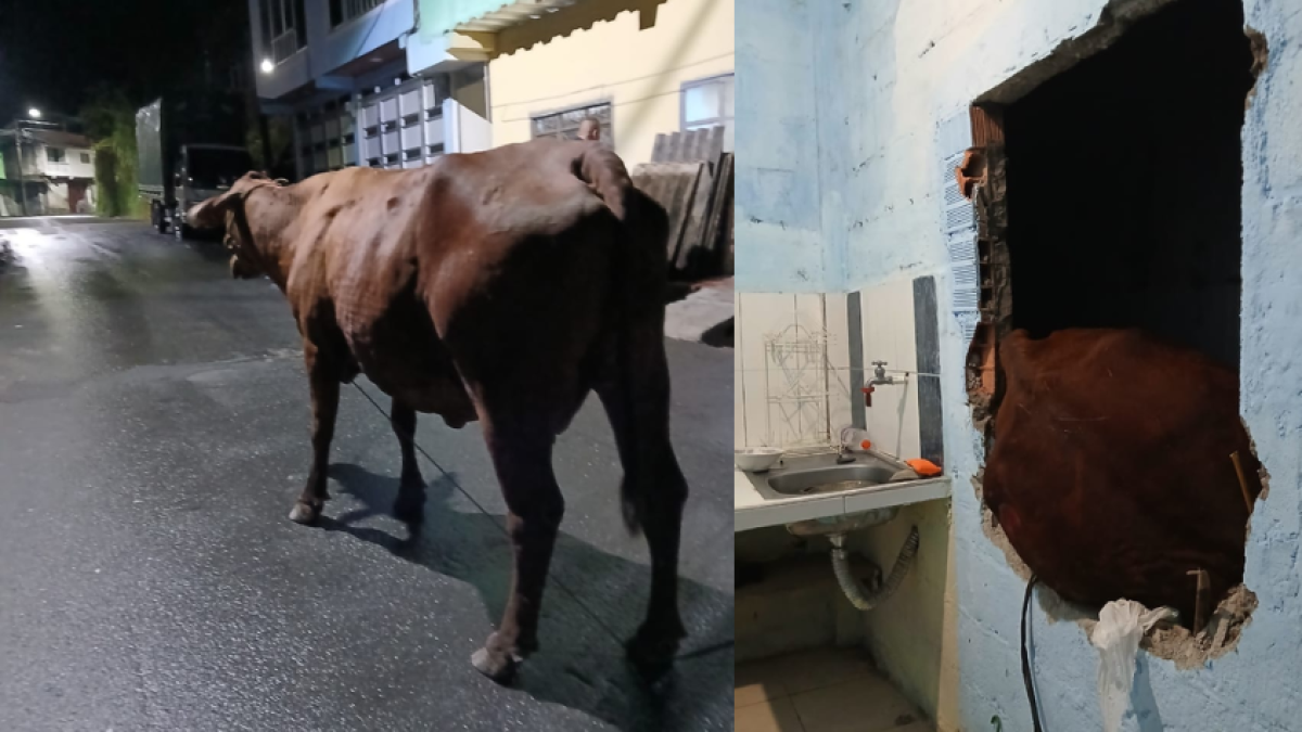 Video | Vaca cayó al interior de una vivienda en Marquetalia, Caldas; tuvieron que sacarla por una ventana