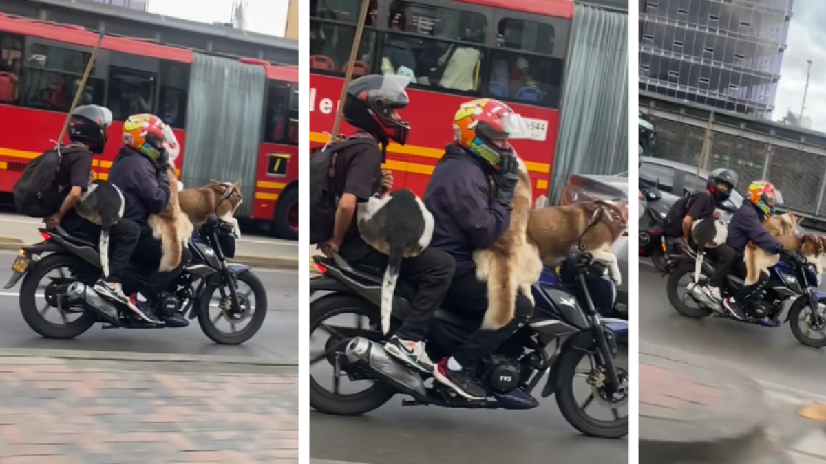 Indignación por irresponsabilidad de un hombre que se movilizó con tres perros de gran tamaño en una moto por las calles de Bogotá