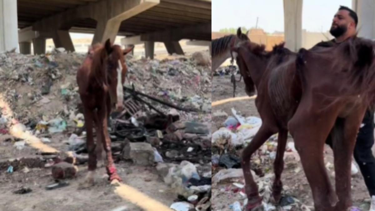 Conmovedor rescate de un caballo en estado de desnutrición que estaba abandonado en la basura