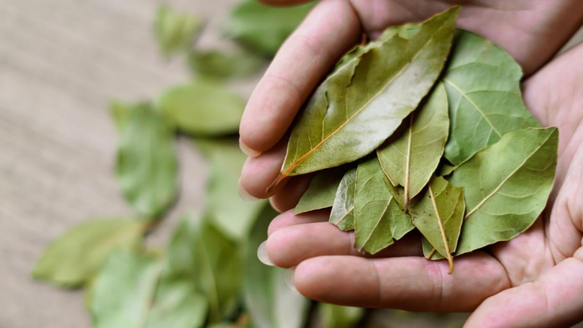 Hoja de Laurel en el zapato para atraer la buena suerte, ritual del Feng Shui