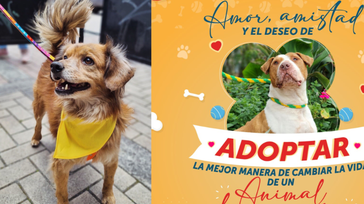 Gran jornada de adopción este fin de semana: más de 40 perros rescatados buscan hogar en Bogotá 