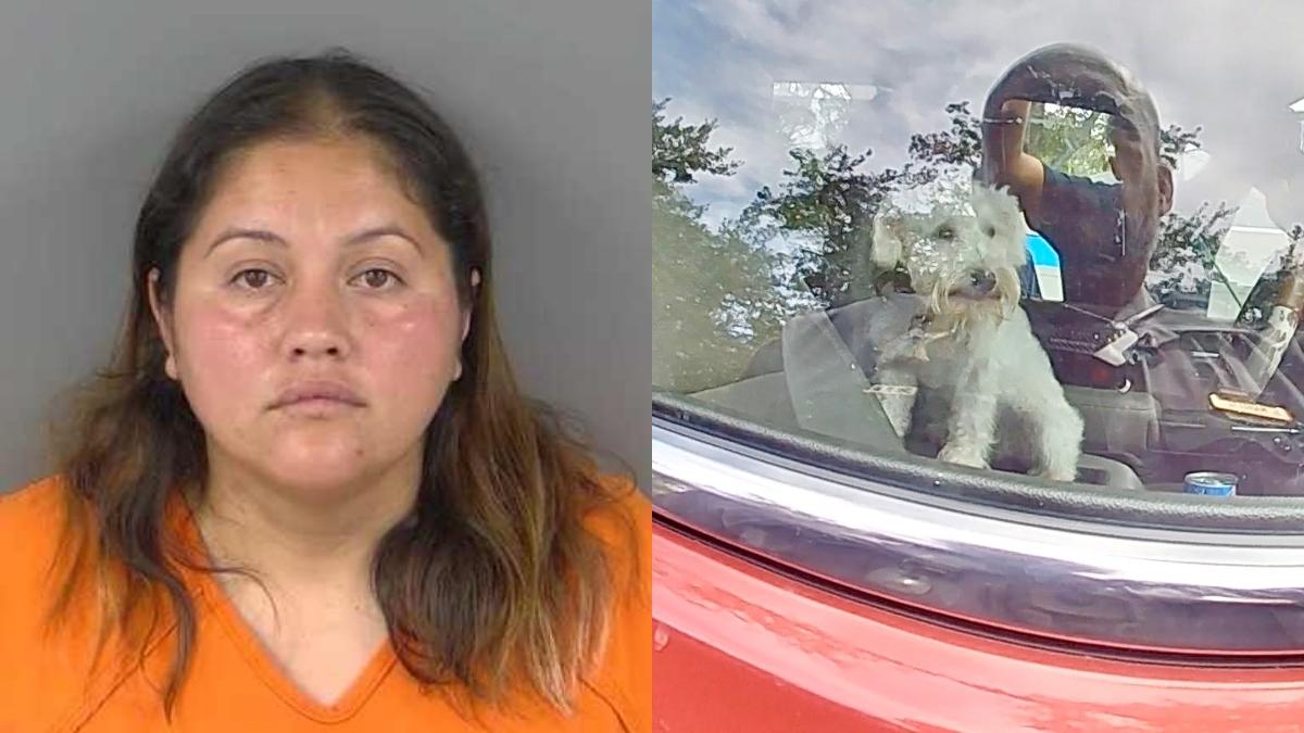 Florida: dejó a su perro en el auto y ahora enfrenta esta consecuencia legal