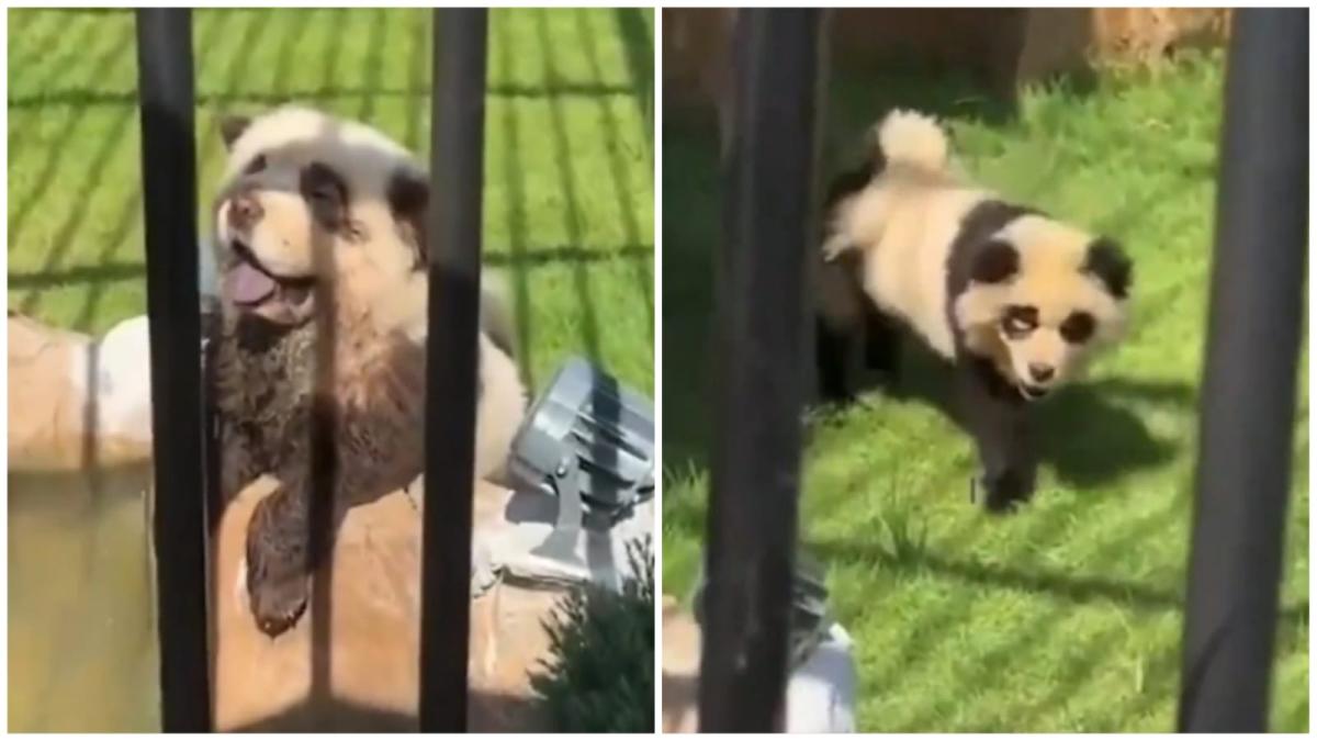 En un zoológico de China intentaron pasar perros por osos panda reales, pero estos ladraron y se descubrió la farsa