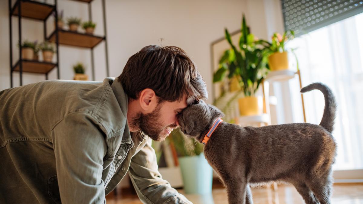 ¿Qué hacen los gatos cuando se quedan solos en casa?