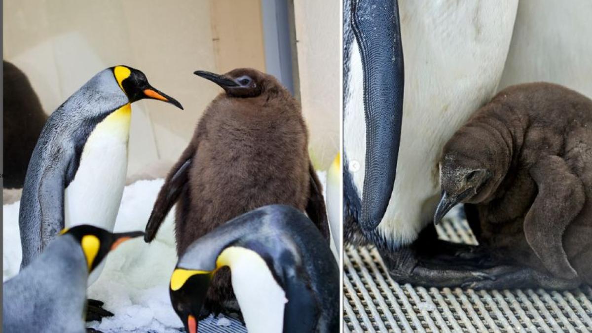 Este pingüino bebé 'gigante' asombra al mundo: come 25 veces al día y pesa el doble que sus padres
