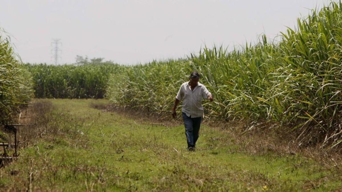 Asesinan a un cortero de caña cuando iba a su sitio de trabajo en un ingenio del Valle del Cauca