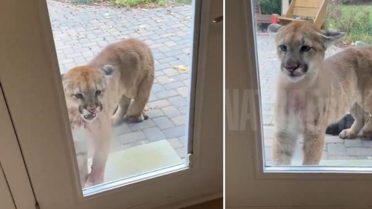 Puma se mete a una casa y mata al gato delante de su familia: intentó entrar hasta la sala