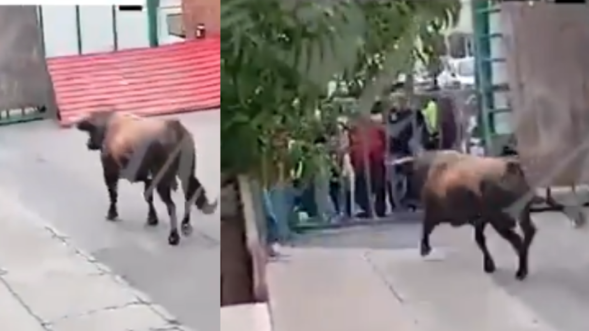 Un toro se escapó en medio de un festival en España, mató a un hombre e hirió a otras tres personas: video muestra los momentos de terror