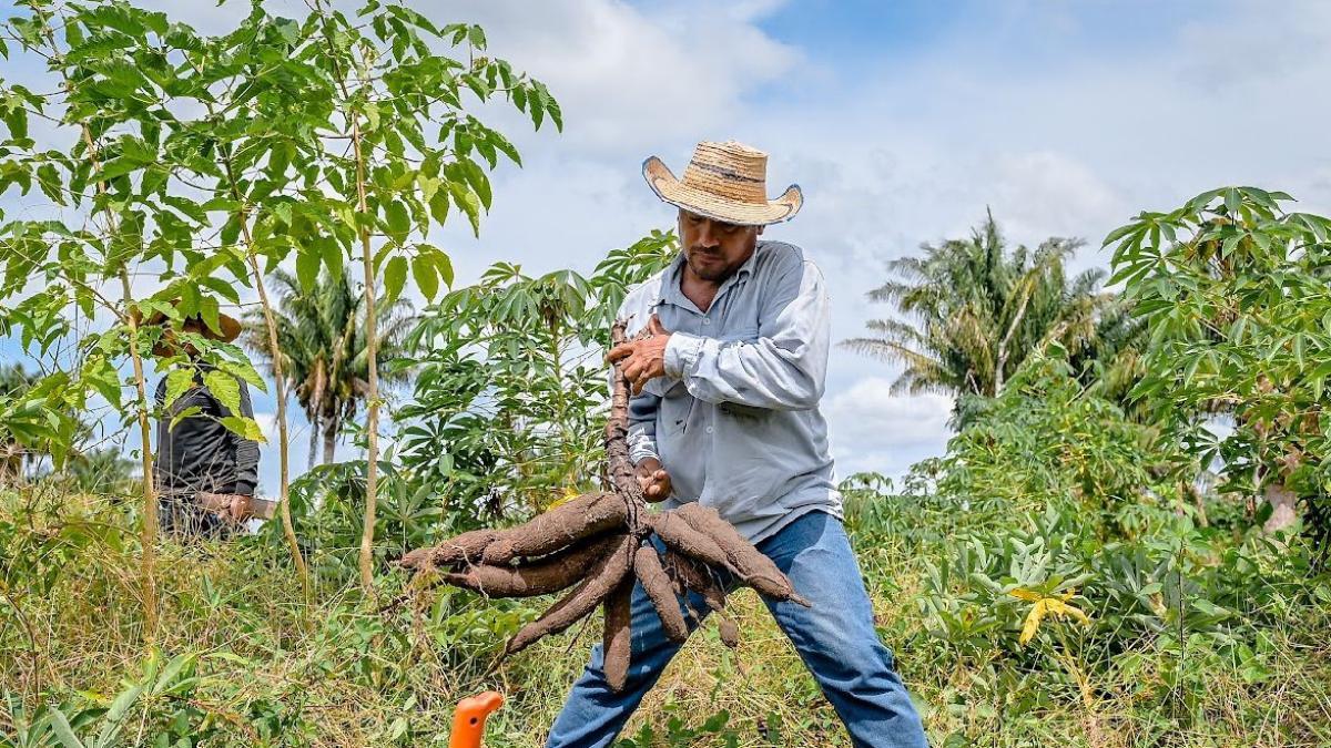 Con nuevas herramientas, los campesinos del Magdalena generan sus propios ingresos