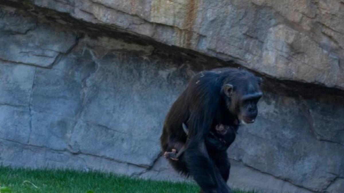 Después de 7 meses de duelo, la chimpancé Natalia soltó a su bebé muerto