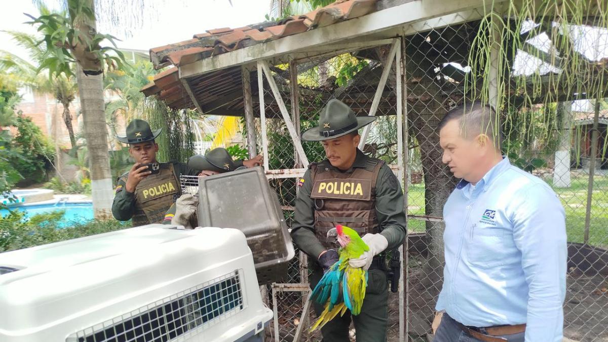 Así fue el operativo de rescate de tigrillos, guacamayas y loros amazónicos en sitios privados para turismo, de cara a la COP16