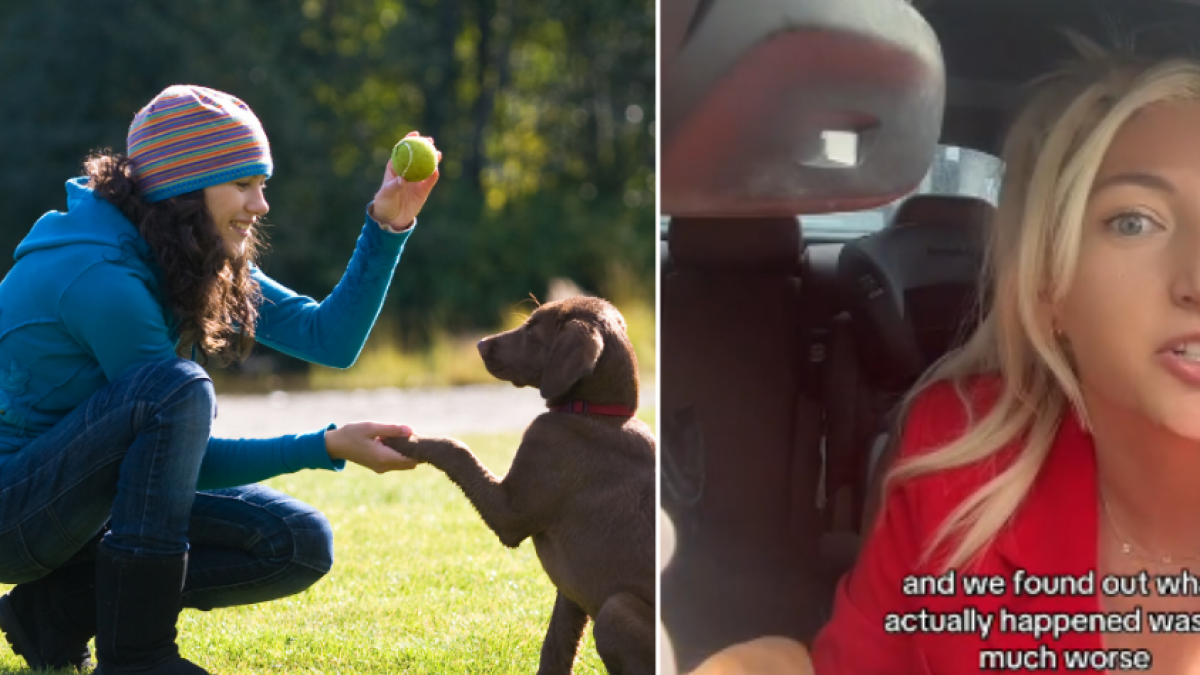 Mujer denuncia que el cuidador de perros que contrató entregó sus mascotas a otra persona