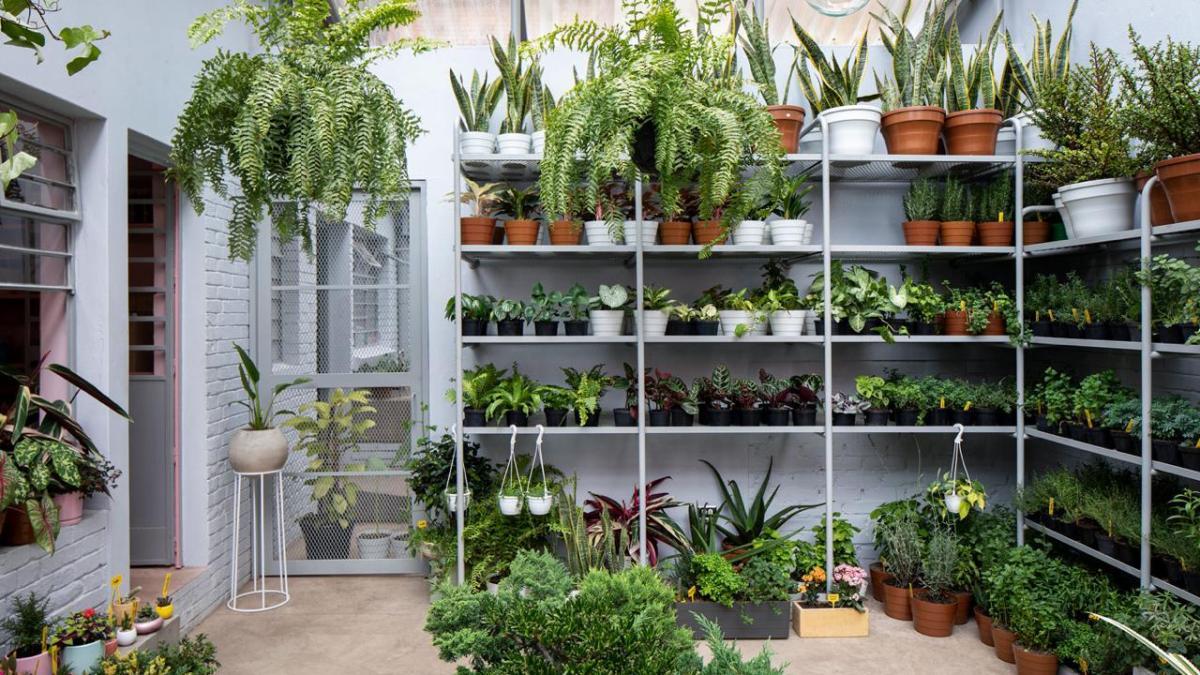 Cinco tipos de plantas recomendadas para su baño: son matas que ayudan a controlar la humedad