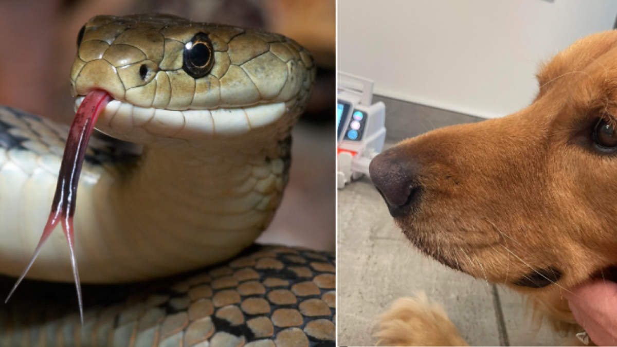 Un perro salvó a sus dueños de una mordedura de serpiente en Estados Unidos