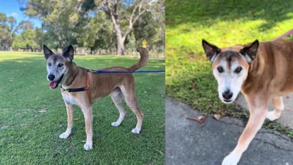 Historia de una adopción inesperada: acogieron un tierno perro, pero resultó ser otra especie