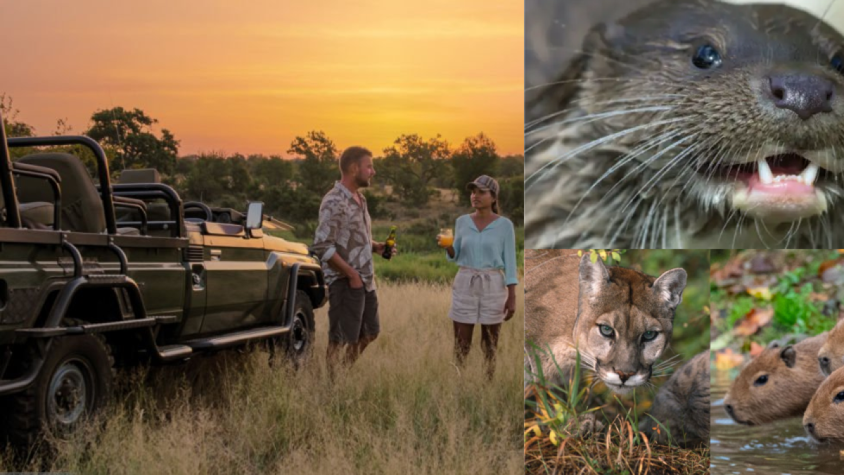 ¿Cómo puede hacer un ‘safari llanero’ en Colombia? Esto cuesta la entrada y el plan recomendado