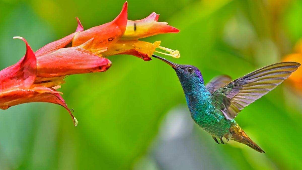 ¿Qué mensaje puede traerle la visita de un colibrí? Símbolo de fortuna y buena suerte