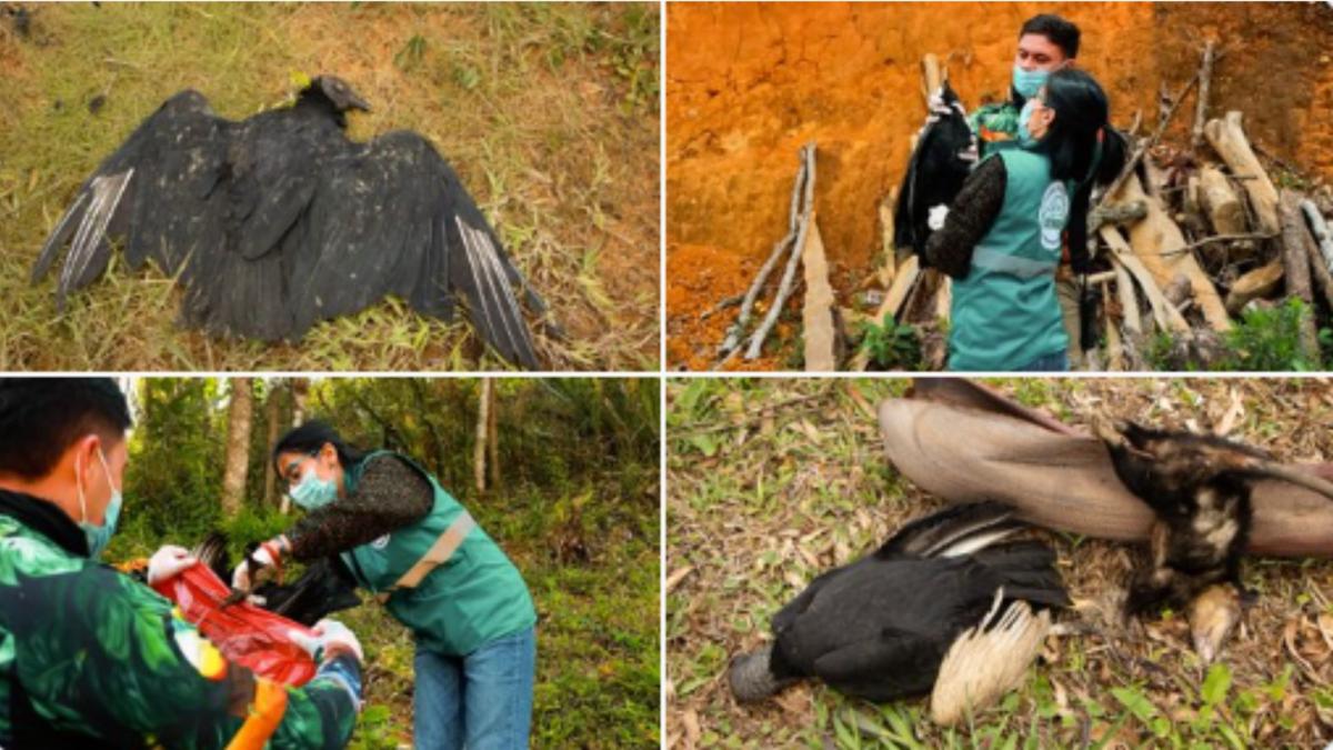 En Guarne, Antioquia, investigan muerte masiva de gallinazos y otras especies de fauna silvestre