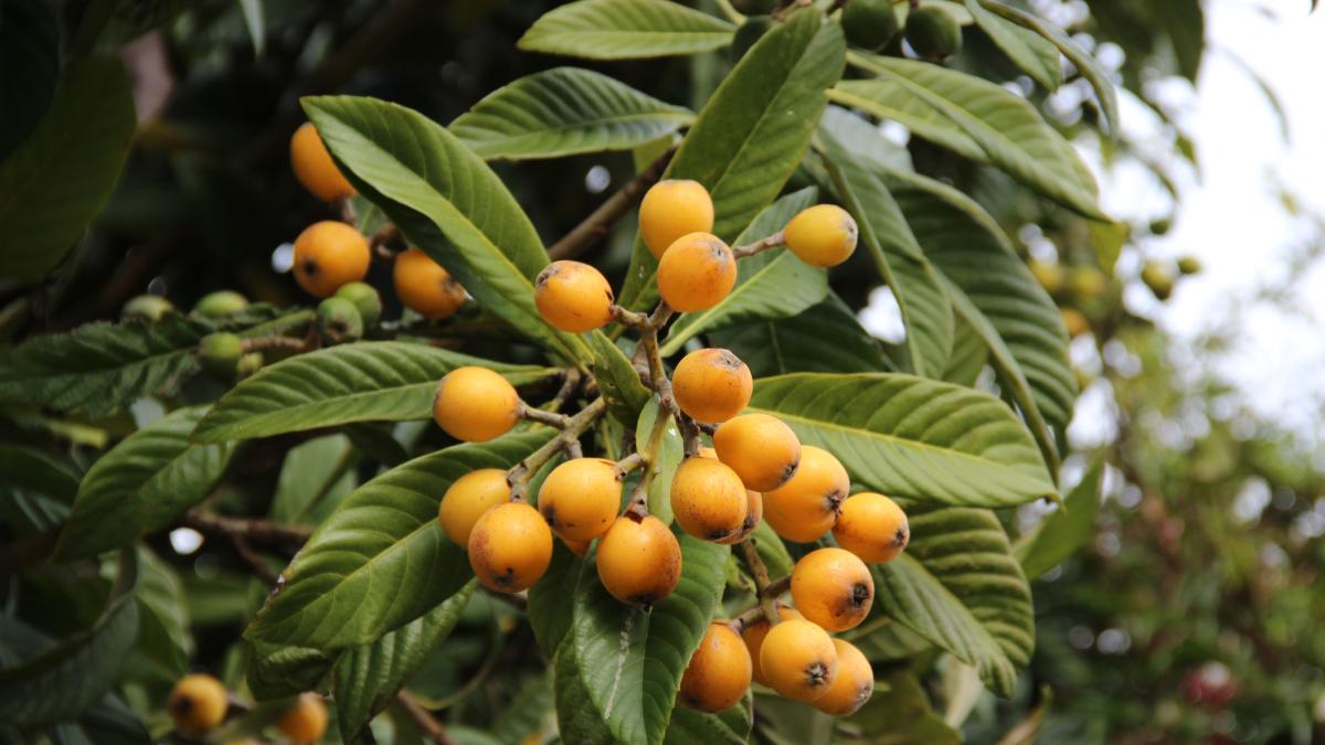 El árbol que tiene presencia en EE. UU. y Colombia y es bueno para la salud