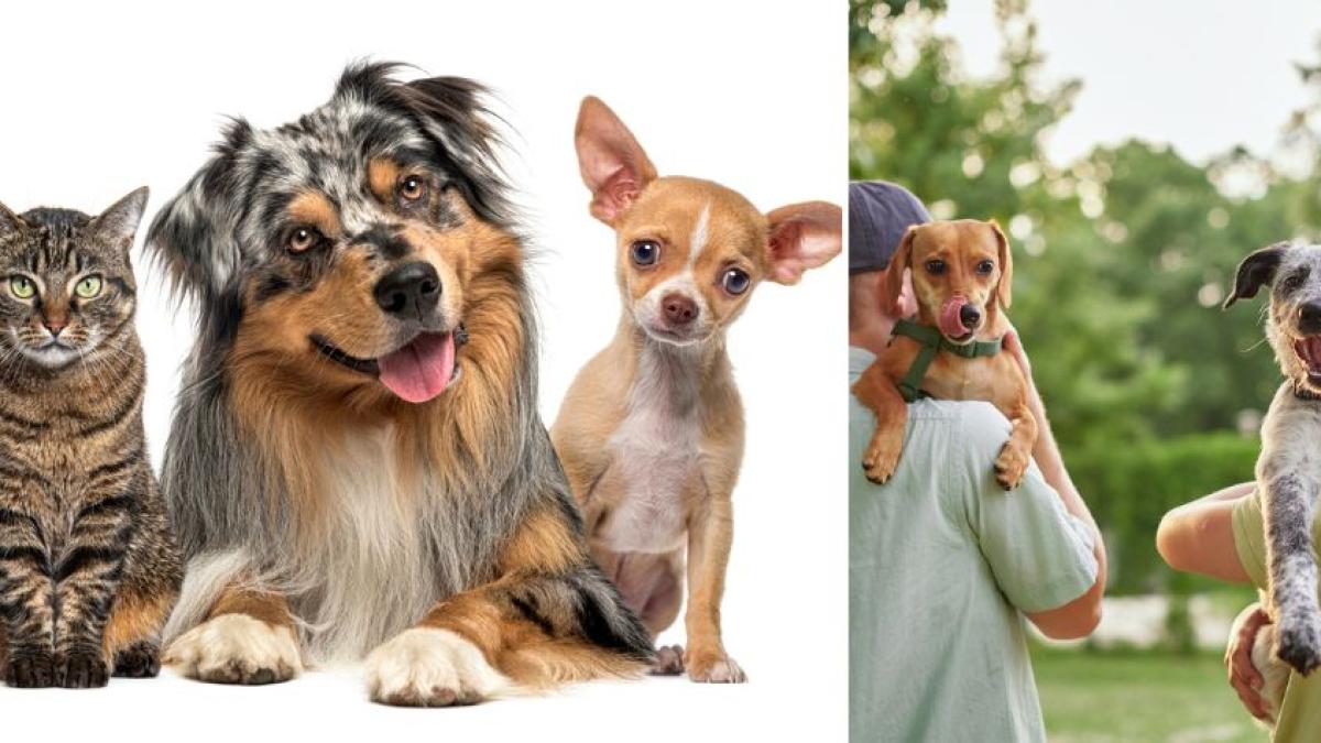 Este es el país que tiene más mascotas que niños: esta es la curiosa razón