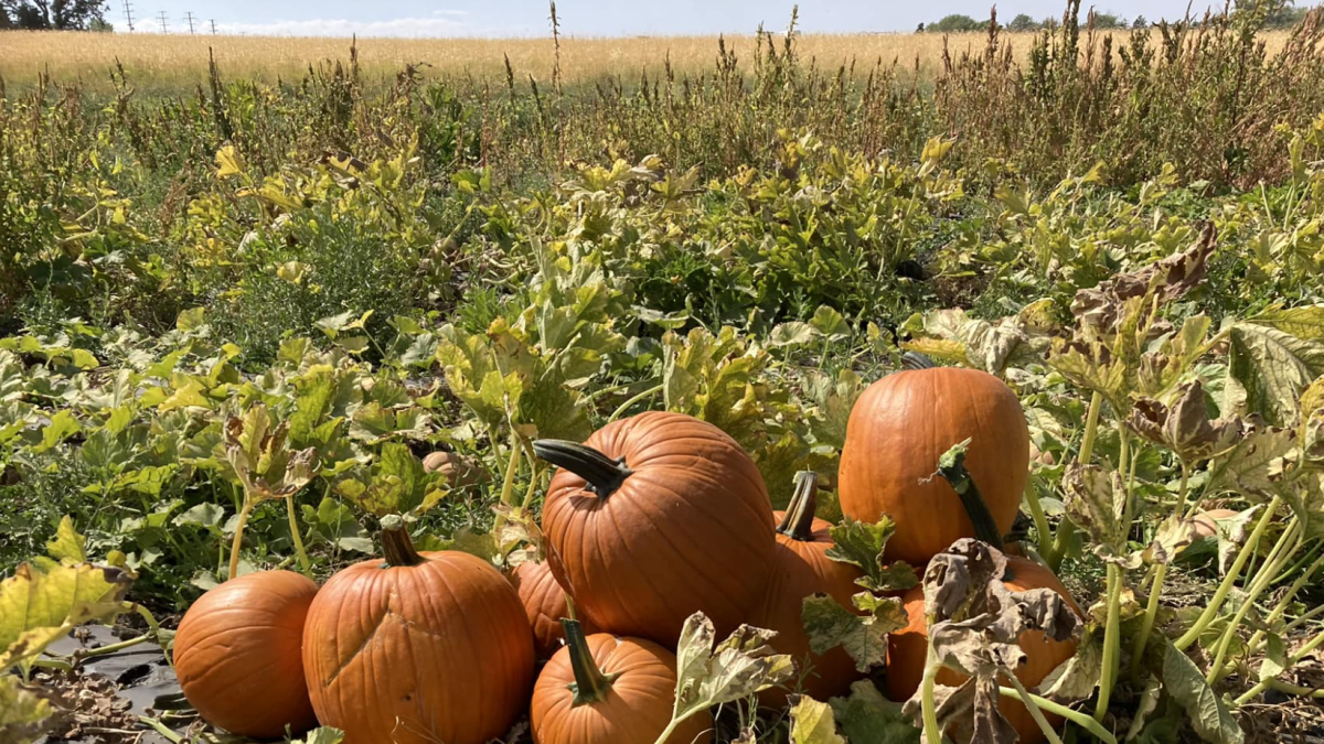 El pueblo de California que es ideal para celebrar Halloween por un motivo peculiar