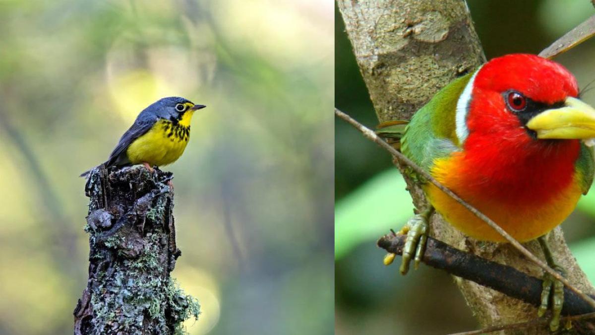 COP16: las iniciativas de tres líderes para proteger varios tesoros ambientales