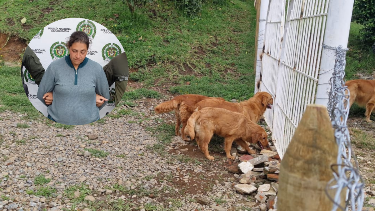 11 perros en estado de desnutrición y uno muerto fueron hallados en posesión de una mujer en Guarne