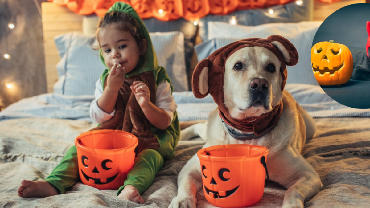 Los disfraces de Halloween más populares para niños y mascotas en el 2024, según Google