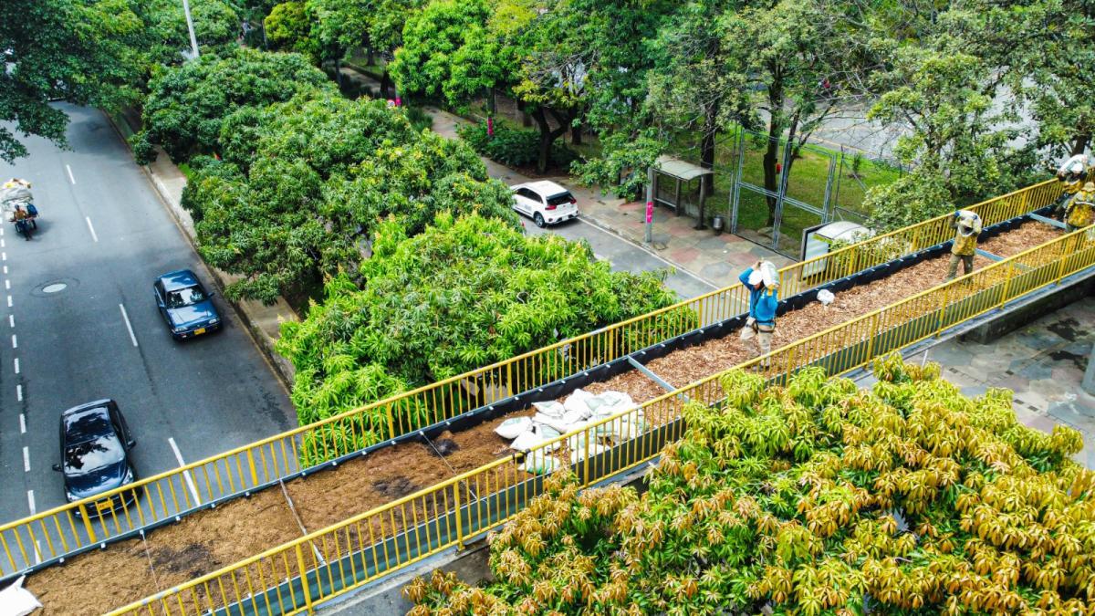 Medellín: puentes peatonales en desuso se transforman en pasos para la fauna silvestre 