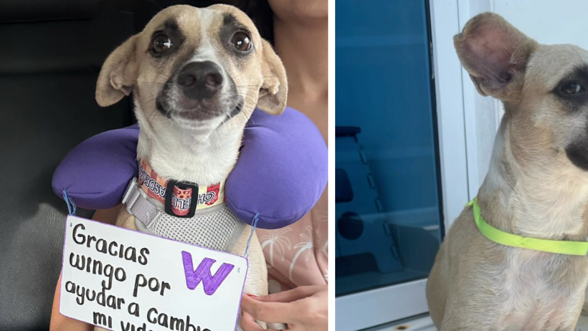 Aurora, la perrita que fue rescatada en Cartagena y viajó hasta Medellín para conocer a su nueva familia