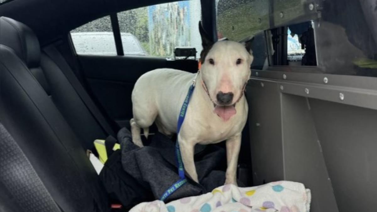 Hizo esto con su perro en Florida sin pensar que enfrentaría cargos criminales
